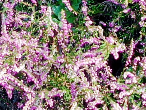 K800_Knospende-BesenheideCaluna-vulgareL-2.jpeg