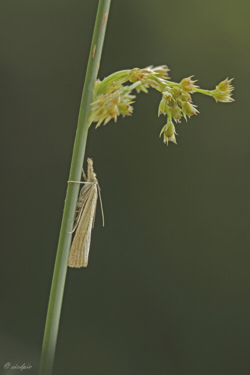 Unscheinbarer-Graszuensler_Agriphila-straminella_20250820_0002_B_Web.jpeg