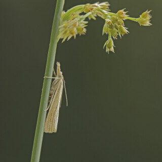 Unscheinbarer-Graszuensler_Agriphila-straminella_20250820_0002_B_Web