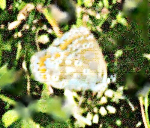 K800_Mannlicher-Hauhechel-Blauling_upscayl_1x_upscayl-standard-4x.jpeg