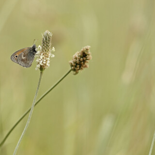 Kleines-Wiesenvoegelchen_Coenonympha-pamphilus_20250820_0001_B_Web