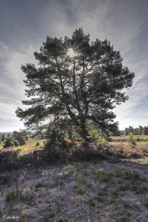 NSG-Mehlinger-Heide_20250825_0001_B_HDR_Web.jpeg