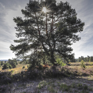 NSG-Mehlinger-Heide_20250825_0001_B_HDR_Web