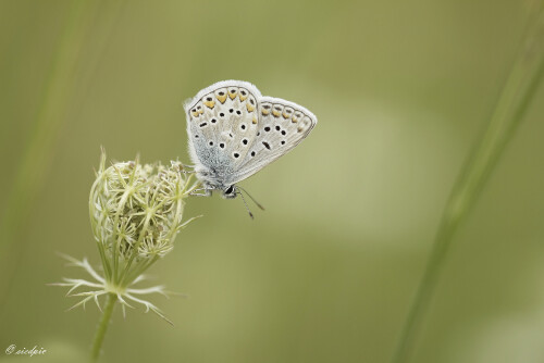 Hauhechel-Blaeuling_Polyommatus-icarus_20250820_0002_B_Web.jpeg