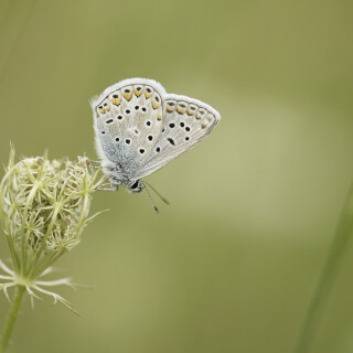 Hauhechel-Blaeuling_Polyommatus-icarus_20250820_0002_B_Web