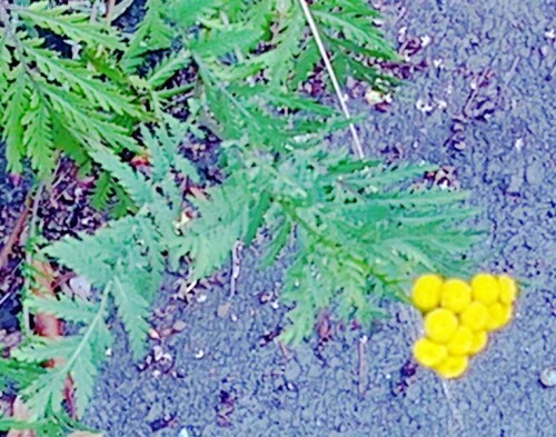 K800_RainfarnTanacetum-vulgareL..jpeg