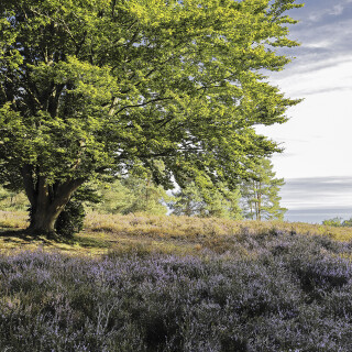 NSG-Mehlinger-Heide_20250825_0005_B_HDR_Web