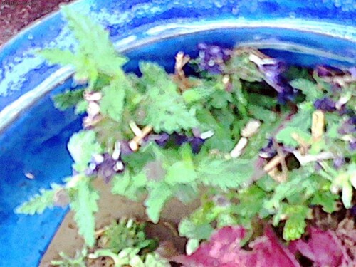 K800_Blaublutiges-Eisenkraut-Verbena-officinalisL-.jpeg