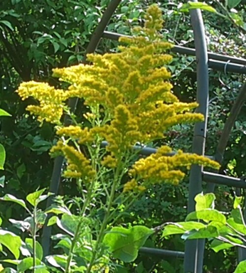 K800_Kanadische-GoldruteSolidago-canadensisL..jpeg