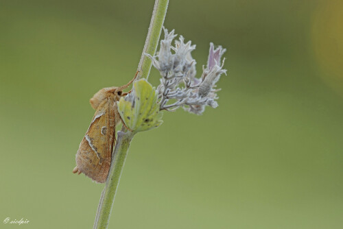Ampfer-Wurzelbohrer_Triodiasylvina_20250825_0006_B_Web.jpeg