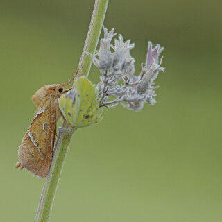 Ampfer-Wurzelbohrer_Triodiasylvina_20250825_0006_B_Web