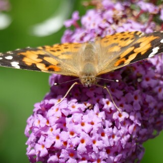Distelfalter