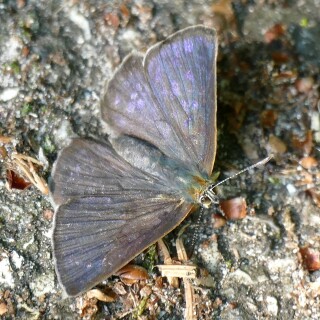 Eichen-Zipfelfalter-Blauling