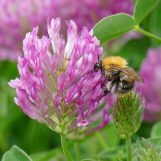 Hummel-geniest-Roten-Klee