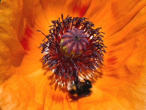 Hummel-im-Mohn.jpeg
