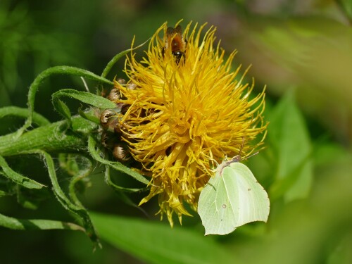 Zitronenfalter-an-Flockenblume.jpeg