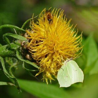 Zitronenfalter-an-Flockenblume