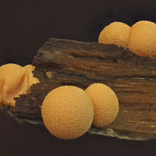 Blutmilchpilz_Lycogala-epidendrum_20250831_0004-65_B1_Web