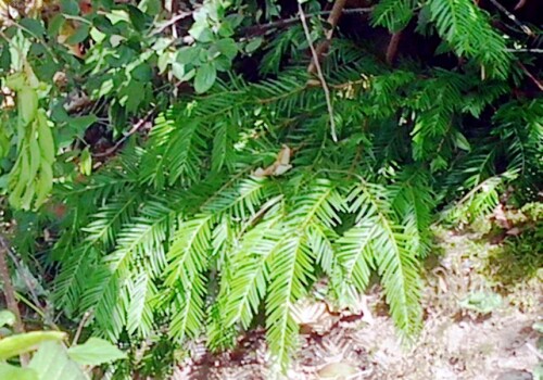 K800_EibenzweigeTaxus-bacataL..jpeg
