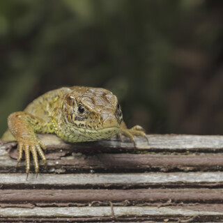 Zauneidechse_Lacerta-agilis_20250903_0002_B_Web