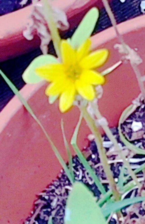 K800_SonnenblumeHelianthus-annuusL..jpeg