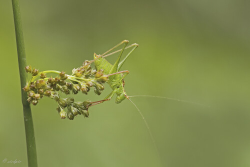 Punktierte-Zartschrecke_Leptophyes-punctatissima_20250904_0004_B_Web.jpeg