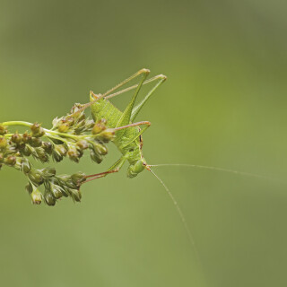 Punktierte-Zartschrecke_Leptophyes-punctatissima_20250904_0004_B_Web