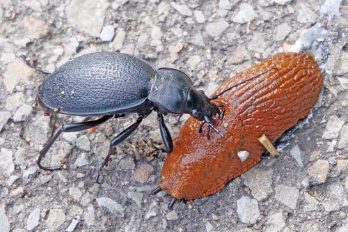 1.4-lederlaufkafer-frisst-an-schnecke.jpeg
