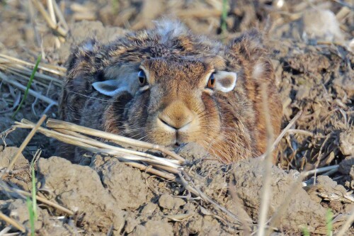 1.5-hase-frontal.jpeg