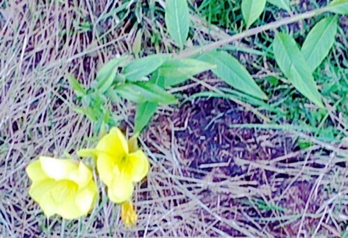 K800_Gemeine-NachtkerzeOenothera-biennisL..jpeg