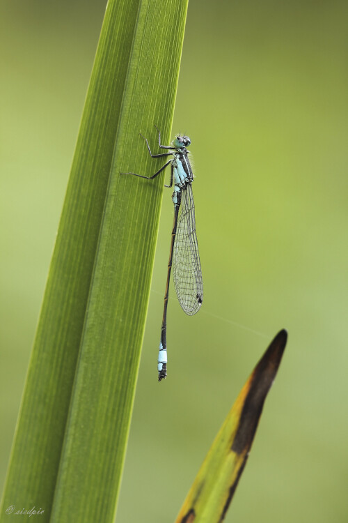 Grosse-Pechlibelle_Ischnura-elegans_20250908_0006_B_Web.jpeg