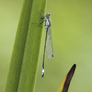 Grosse-Pechlibelle_Ischnura-elegans_20250908_0006_B_Web