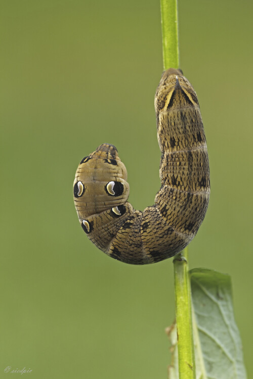 Mittlerer-Weinschwaermer_Deilephila-elpenor_20250908_0014_B_Web.jpeg