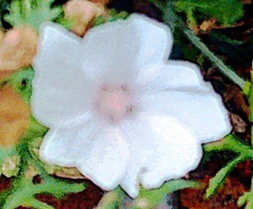 K800_Blute-einer-MoschusmalveMalva-moschataL._upscayl_1x_upscayl-standard-4x.jpeg