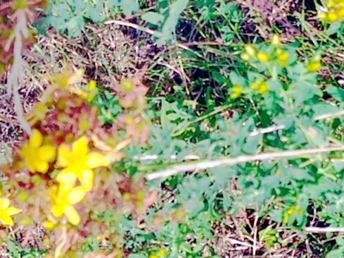 K800_Hypericum-montanumL.-2.jpeg