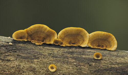Striegeliger-Schichtpilz_Stereum-hirsutum_20250912_0001-22_B1_Web.jpeg