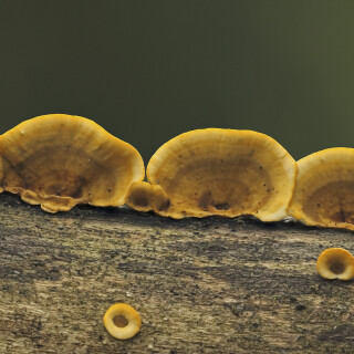 Striegeliger-Schichtpilz_Stereum-hirsutum_20250912_0001-22_B1_Web