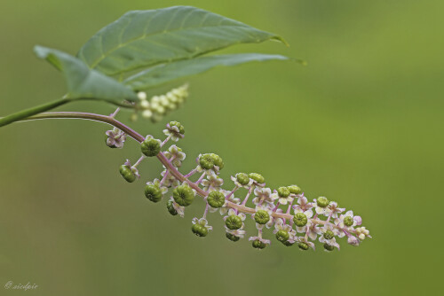 Asiatische-Kermesbeere_Phytolacca-esculenta_20250907_0001_B_Web.jpeg