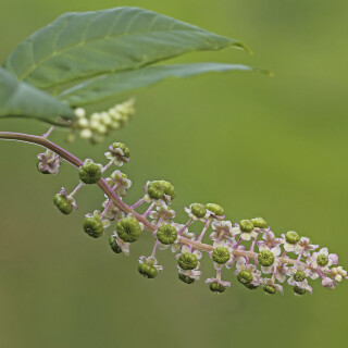 Asiatische-Kermesbeere_Phytolacca-esculenta_20250907_0001_B_Web