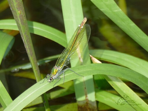 0SIG-2025-07-28-gebanderte-Prachtlibelle-weiblich-901.jpeg