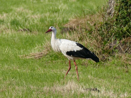 2024-07-15-Storch-697-2000.jpeg