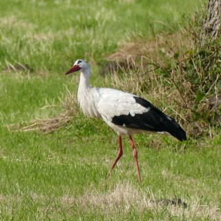 2024-07-15-Storch-697-2000