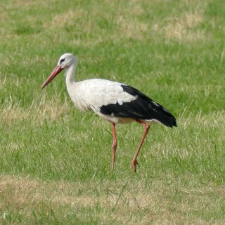 2024-07-15-Storch-698-2000