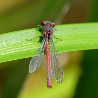2025-07-06-Adonislibelle-453-2000