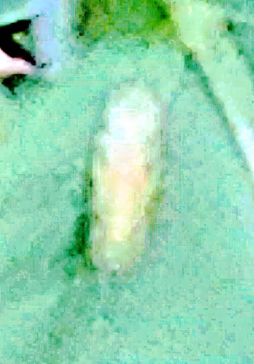 K800_RhododendronzikadeGraphocephala-fenanhii-1_upscayl_1x_upscayl-standard-4x-2.jpeg