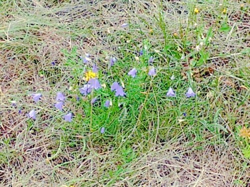 K800_Rundblattrige-GlockenblumeCampanula-rotundifoliaL..jpeg