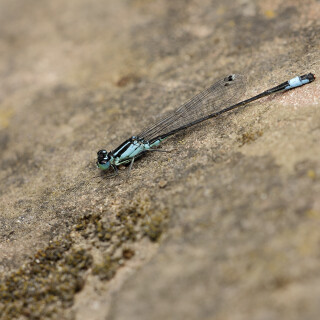 Grosse-Pechlibelle_Ischnura-elegans_20250903_0001_B_Web