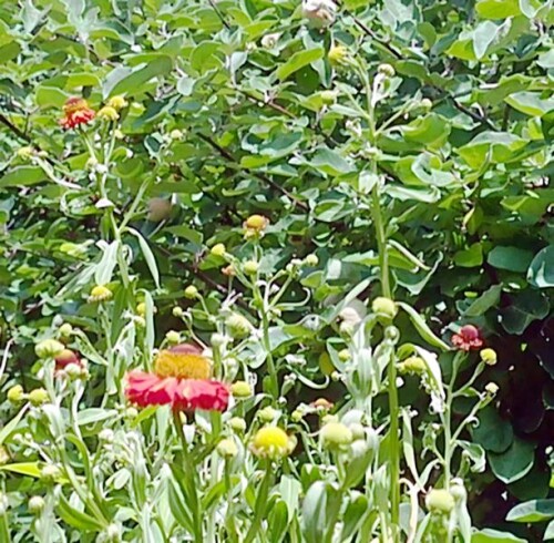 K800_Kleine-SonnenbrauHelenium-Hybrider-Ranchera-1_upscayl_1x_upscayl-standard-4x.jpeg