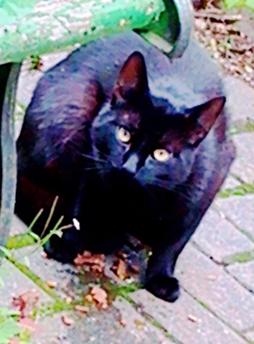 K800_Ein-schwarzer-Kater-bei-uns-neuJuli-2025.jpeg