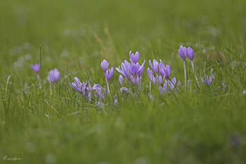 Herbstzeitlose_Colchicum-autumnale_20250918_0002_B_Web.jpeg